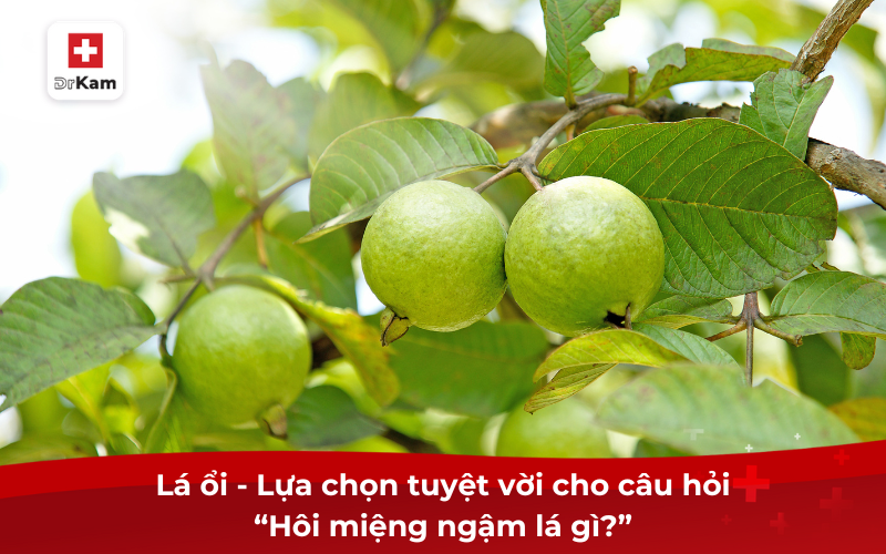 Lá ổi