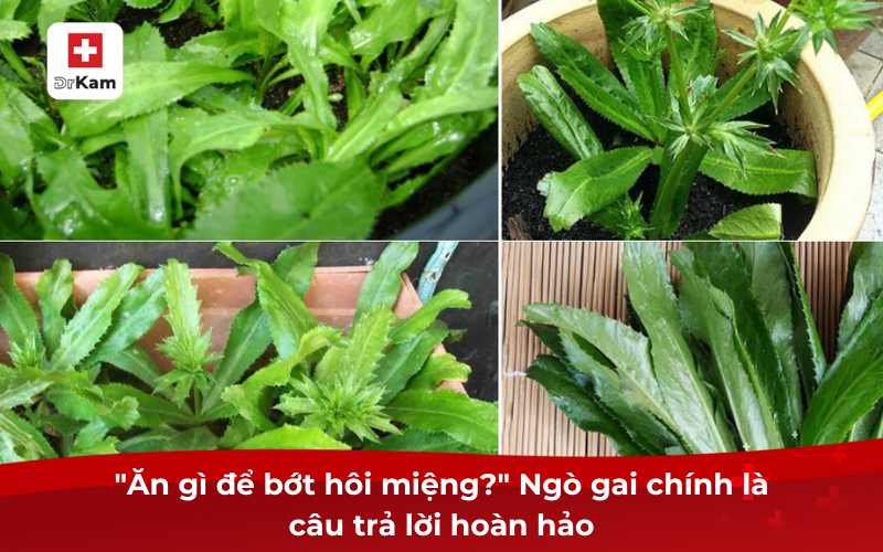 Lá ngò gai