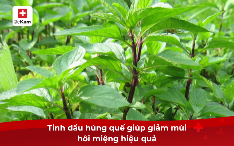 Lá húng quế