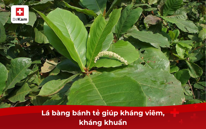 Lá bàng