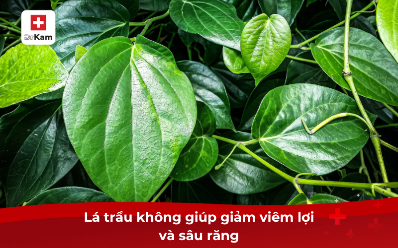 Lá trầu không