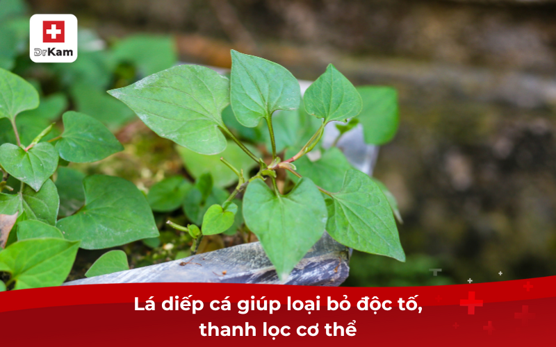 Lá diếp cá