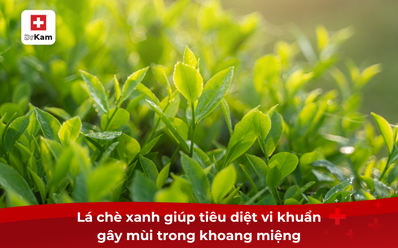 Lá chè xanh