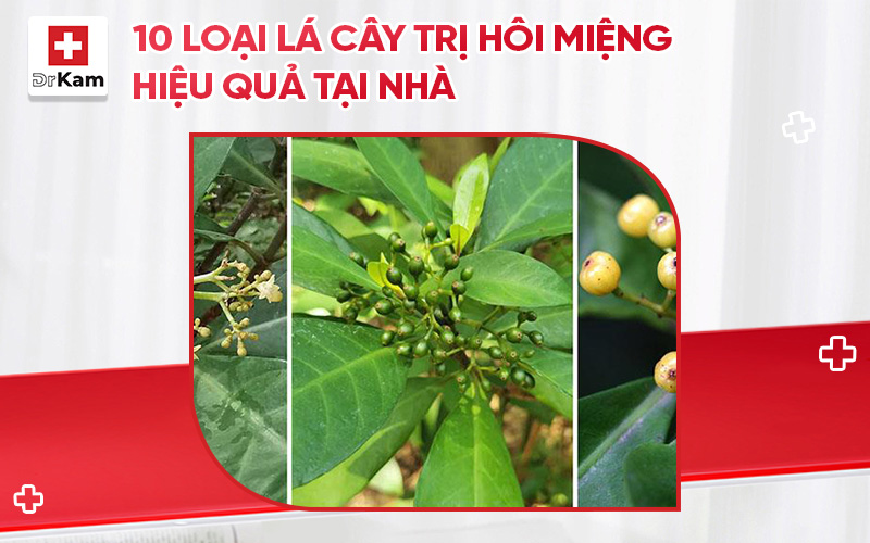 800x500 10 loai la cay tri hoi mieng hieu qua tai nha