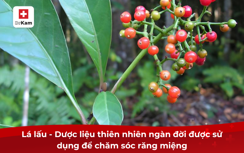 Lá lấu - Lá cây trị hôi miệng được sử dụng ngàn đời nay