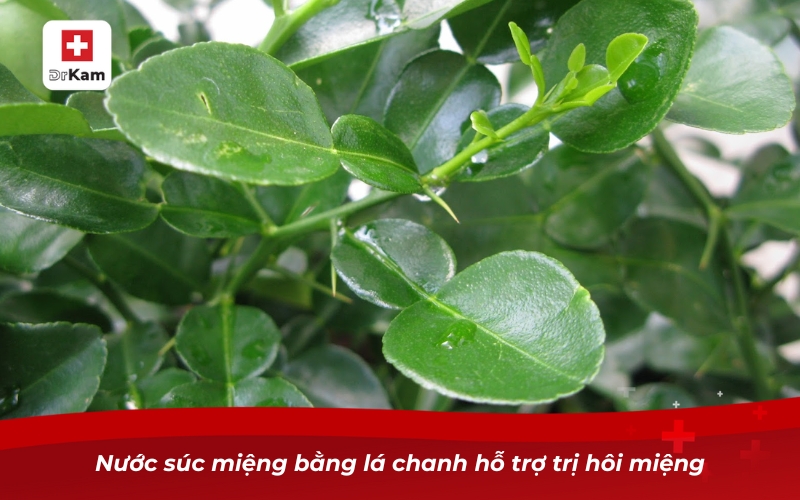 Những cách làm nước súc miệng bằng lá chanh cực hiệu quả 8 Nước súc miệng bằng lá chanh hỗ trợ trị hôi miệng