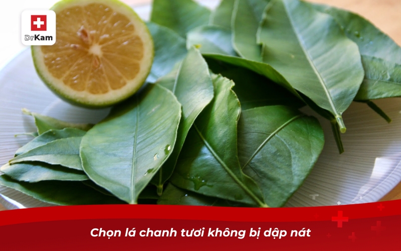 Những cách làm nước súc miệng bằng lá chanh cực hiệu quả 12 Chọn lá chanh tươi không bị dập nát