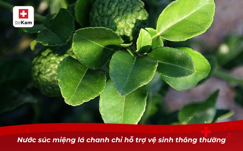 Những cách làm nước súc miệng bằng lá chanh cực hiệu quả 13 Nước súc miệng lá chanh chỉ hỗ trợ vệ sinh thông thường