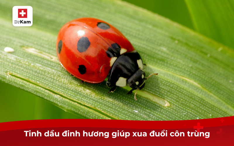 Công dụng và cách sử dụng tinh dầu đinh hương hiệu quả 7 Tinh dầu đinh hương giúp xua đuổi côn trùng