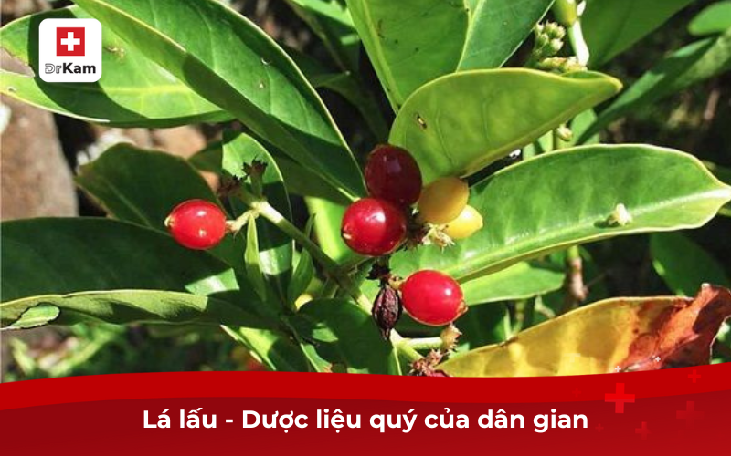Lá lấu có tác dụng gì? Cách dùng lá lấu chữa sâu răng hiệu quả 7 Cây lá lấu
