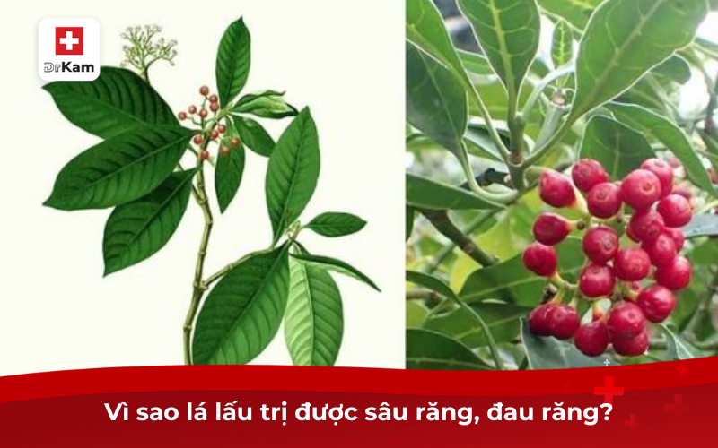 Lá lấu có tác dụng gì? Cách dùng lá lấu chữa sâu răng hiệu quả 9 Lá lấu chữa sâu răng