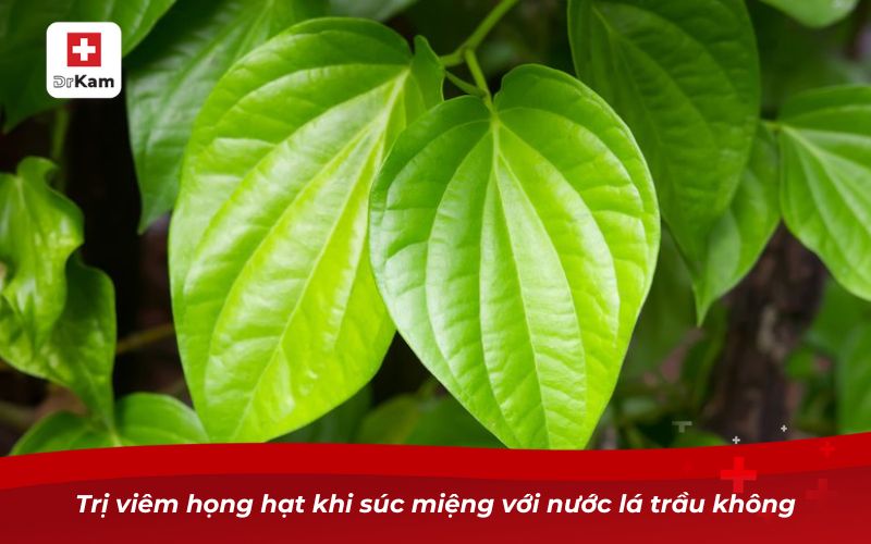 Những bài thuốc nam chữa viêm họng hạt mãn tính 13 Trị viêm họng hạt khi súc miệng với nước lá trầu không
