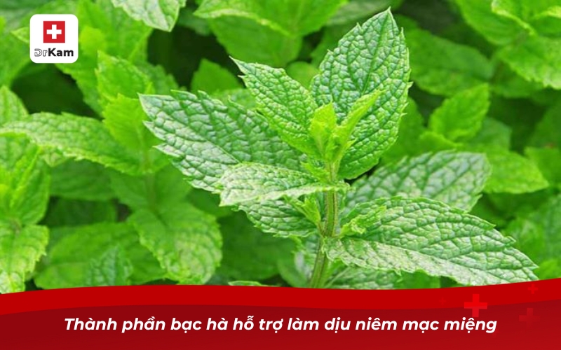 Những điều cần biết về nước súc miệng hỗ trợ trị nấm lưỡi 11 Thành phần bạc hà hỗ trợ làm dịu niêm mạc miệng