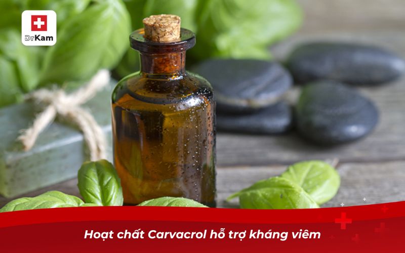 Tinh dầu húng chanh – Giải pháp chăm sóc răng miệng tự nhiên 9 Hoạt chất Carvacrol hỗ trợ kháng viêm