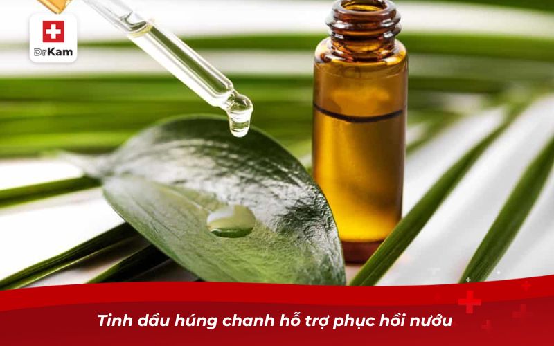 Tinh dầu húng chanh – Giải pháp chăm sóc răng miệng tự nhiên 11 Tinh dầu húng chanh hỗ trợ phục hồi nướu