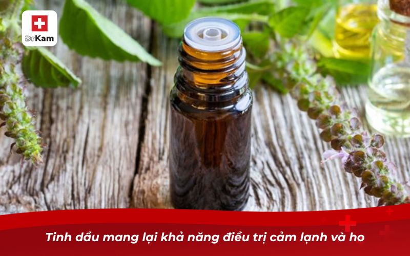 Tinh dầu húng chanh – Giải pháp chăm sóc răng miệng tự nhiên 12 Tinh dầu mang lại khả năng điều trị cảm lạnh và ho