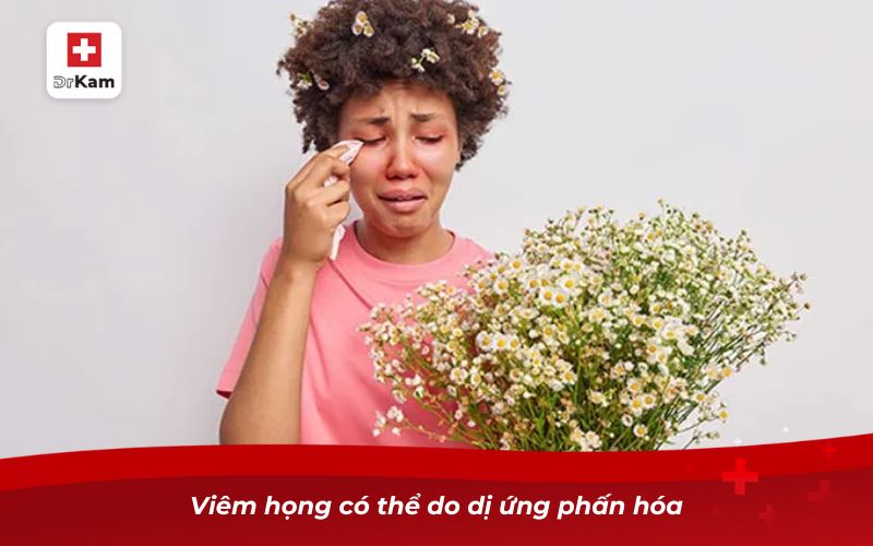 Các loại viêm họng: Nguyên nhân, triệu chứng và cách điều trị 26 Viêm họng có thể do dị ứng phấn hóa