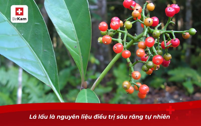 Cách trị sâu răng vĩnh viễn hiệu quả nhất 11 Lá lấu là nguyên liệu điều trị sâu răng tự nhiên