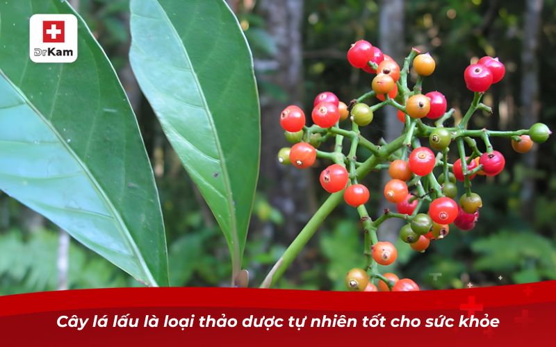 Cây lá lấu chữa sâu răng có hiệu quả hay không? 6 Cây lá lấu là loại thảo dược tự nhiên tốt cho sức khỏe