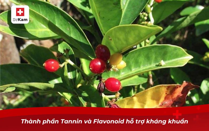 Cây lá lấu chữa sâu răng có hiệu quả hay không? 7 Thành phần Tannin và Flavonoid hỗ trợ kháng khuẩn