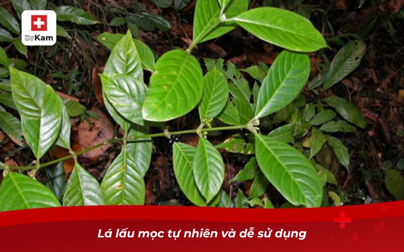 Cây lá lấu chữa sâu răng có hiệu quả hay không? 8 Lá lấu mọc tự nhiên và dễ sử dụng