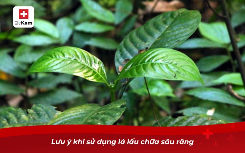 Cây lá lấu chữa sâu răng có hiệu quả hay không? 9 Lưu ý khi sử dụng lá lấu chữa sâu răng