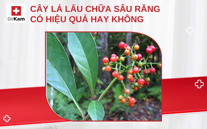 cay la lau chua sau rang thumbnail