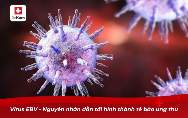 Ung thư vòm họng: Nguyên nhân, triệu chứng và cách phòng ngừa 10 Virus EBV - Nguyên nhân dẫn tới hình thành tế bào ung thư