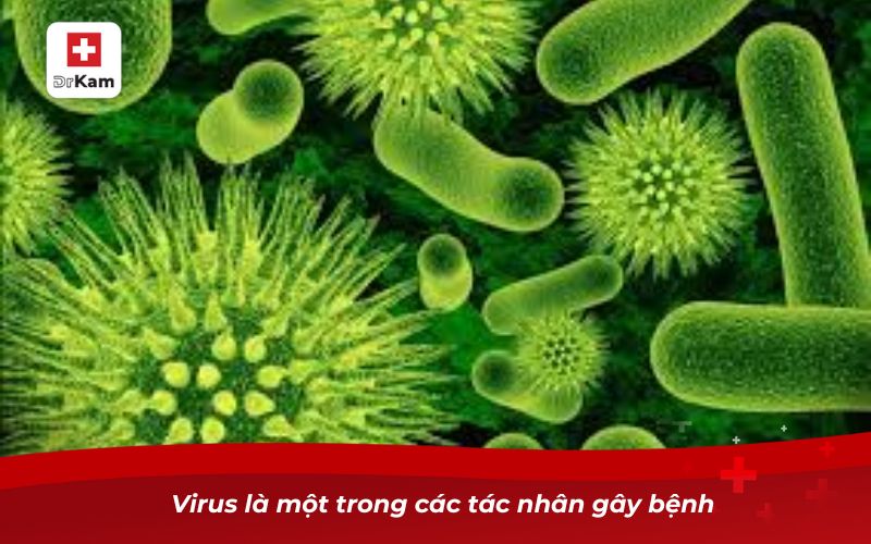 Viêm amidan có lây không và làm sao để tránh nhiễm bệnh? 8 Virus là một trong các tác nhân gây bệnh