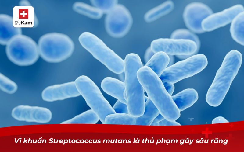 Hình ảnh con sâu răng – Sự thật và nguyên nhân sâu răng 8 Vi khuẩn Streptococcus mutans là thủ phạm gây sâu răng