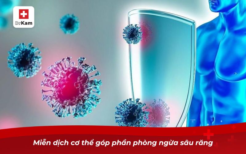 Miễn dịch cơ thể góp phần phòng ngừa sâu răng