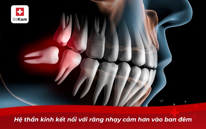 Tìm hiểu tại sao sâu răng lại đau về đêm 8 Hệ thần kinh kết nối với răng nhạy cảm hơn vào ban đêm