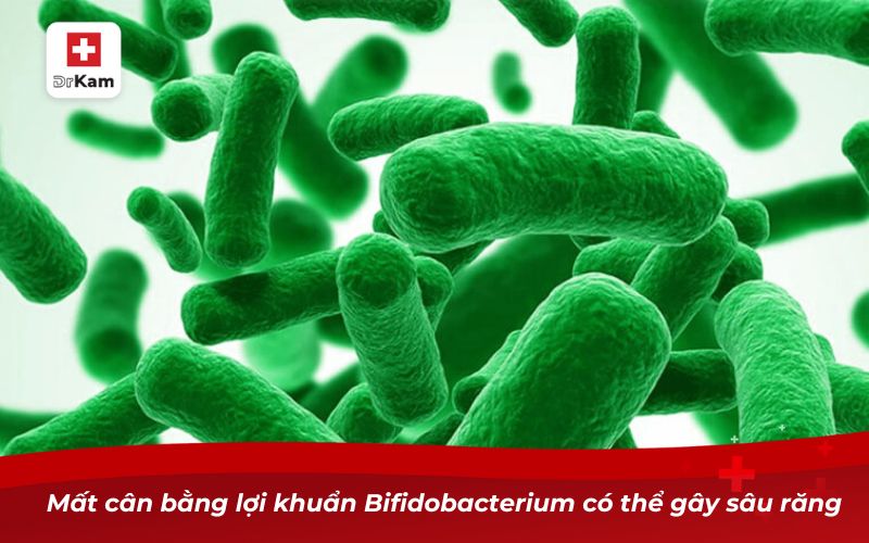 Mất cân bằng lợi khuẩn Bifidobacterium có thể gây sâu răng