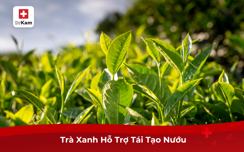 Trà Xanh Hỗ Trợ Tái Tạo Nướu