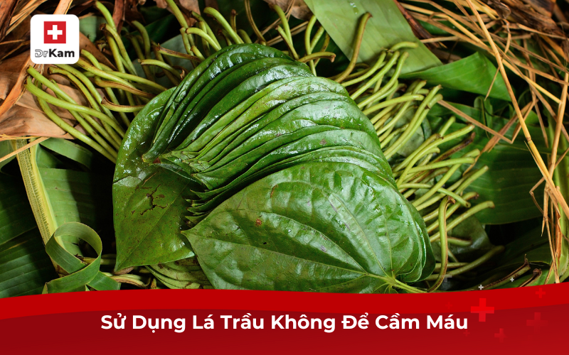 Sử Dụng Lá Trầu Không Để Cầm Máu