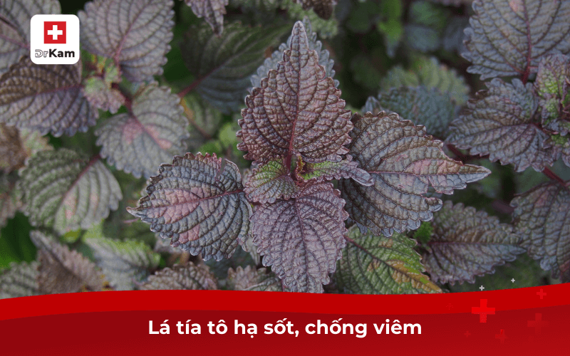 10 mẹo dân gian chữa bệnh chân tay miệng nhanh chóng 8 Lá tía tô hạ sốt, chống viêm