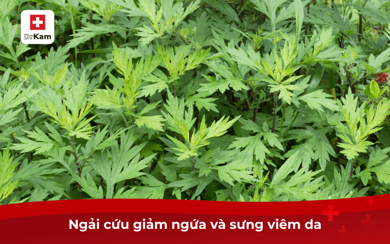 10 mẹo dân gian chữa bệnh chân tay miệng nhanh chóng 9 Ngải cứu giảm ngứa và sưng viêm da