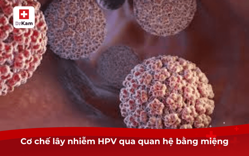 Quan hệ bằng miệng có lây bệnh sùi mào gà không? Dấu hiệu? 7 Cơ chế lây nhiễm HPV qua quan hệ bằng miệng