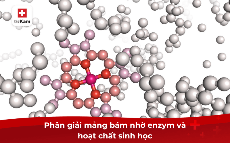TOP 6 nước súc miệng sạch mảng bám hiệu quả 6 Phân giải mảng bám nhờ enzym và hoạt chất sinh học