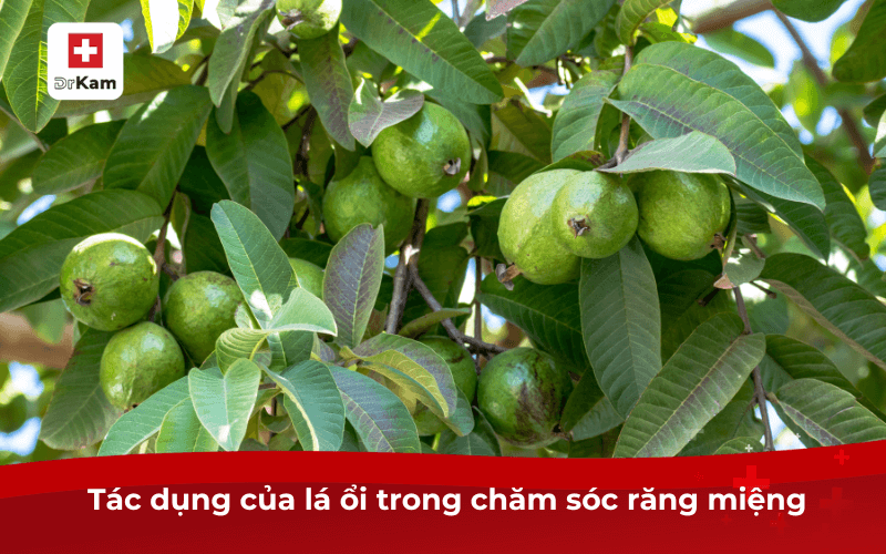 Cách làm nước súc miệng lá ổi đơn giản tại nhà 6 Tác dụng của lá ổi trong chăm sóc răng miệng