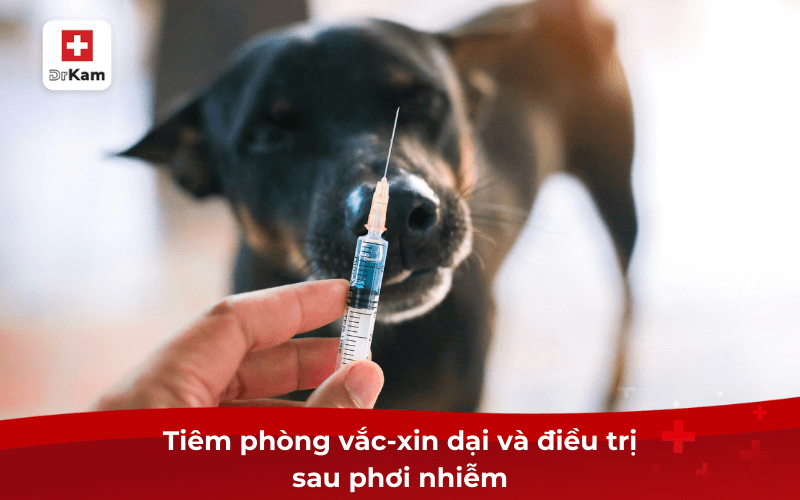 Bệnh dại có lây qua đường miệng không? Biện pháp điều trị 9 Tiêm phòng vắc-xin dại và điều trị sau phơi nhiễm