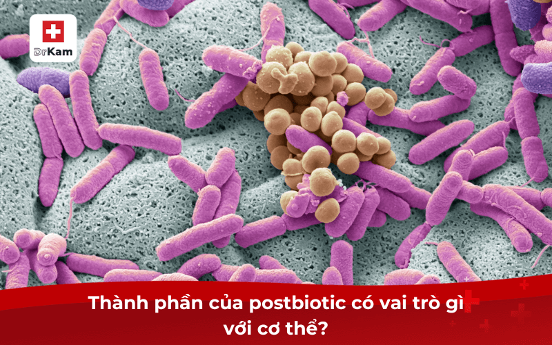 Postbiotic chứa những gì và có công dụng như thế nào? 8 Thành phần của postbiotic có vai trò gì với cơ thể?