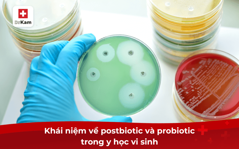 Khái niệm về postbiotic và probiotic trong y học vi sinh