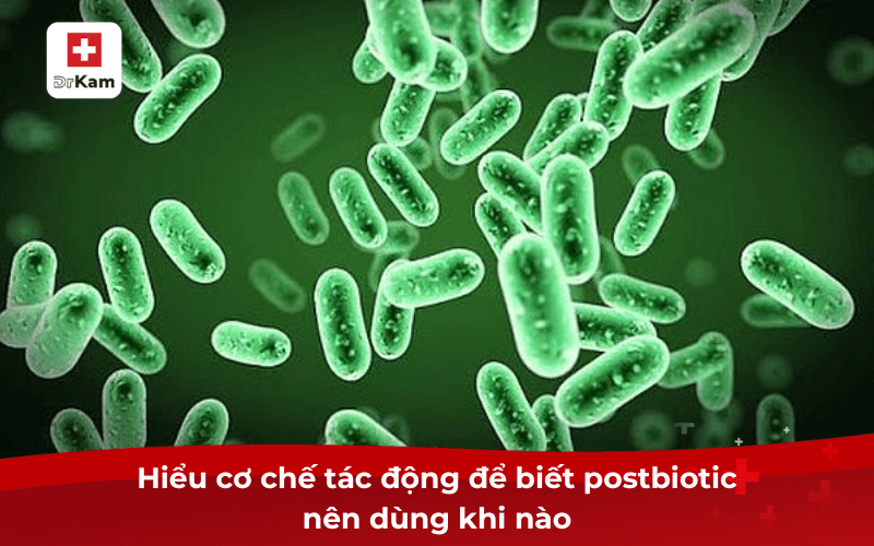 Postbiotic nên dùng khi nào để cho hiệu quả tốt nhất? 6 Hiểu cơ chế tác động để biết postbiotic nên dùng khi nào