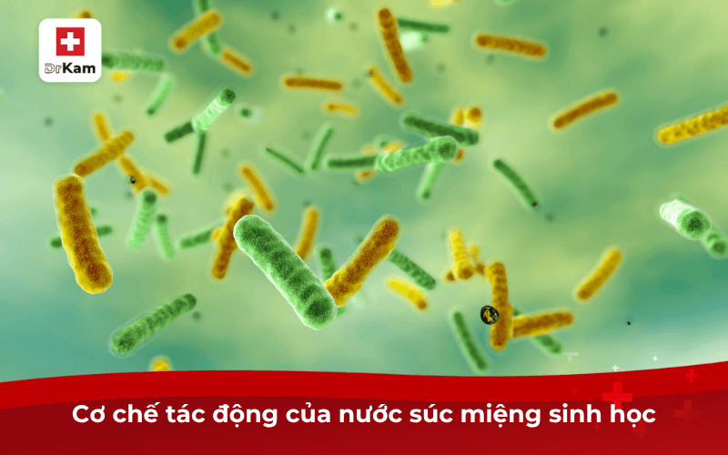 Cơ chế tác động của nước súc miệng sinh học
