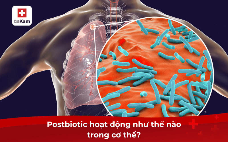 Tìm hiểu postbiotic là gì? Ứng dụng trong chăm sóc sức khỏe 8 Postbiotic hoạt động như thế nào trong cơ thể?
