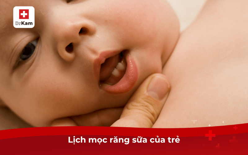 Hướng dẫn chăm sóc răng miệng cho bé theo độ tuổi 7 Lịch mọc răng sữa của trẻ