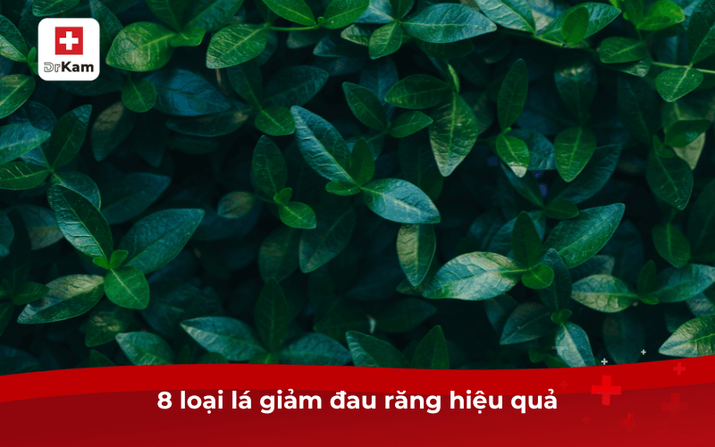 8 loại lá ngậm lá gì hết đau răng