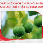 [Thực hư] Cách Chữa Hôi Miệng Bằng Lá Chanh Có Thật Sự Hiệu Quả?