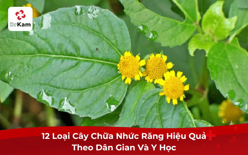 12 Loại Cây Chữa Nhức Răng Hiệu Quả Theo Dân Gian